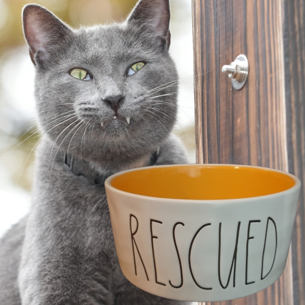 *Rae Dunn Ceramic 6" RESCUED Bowl